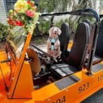 St. Augustine Scavenger Hunt in an Electric Moke Vehicle - The Details: What You Can Expect on Your Adventure