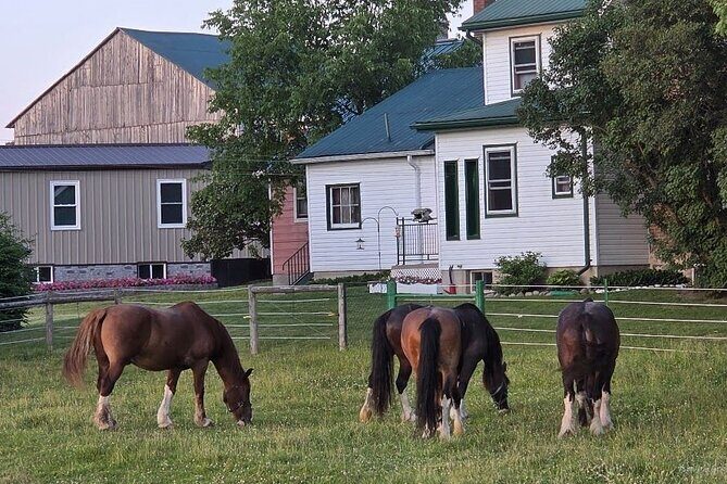 St. Jacobs Market & Mennonite Countryside Tour - Authentic Experiences and Practical Insights