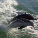 St. Pete Beach: Dolphin Racer Cruise by Speedboat - Who Will Love This Experience?