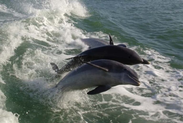 St. Pete Beach: Dolphin Racer Cruise by Speedboat - Who Will Love This Experience?