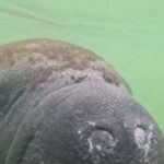 St. Petersburg: Clam Bayou Nature Preserve Clear Kayak Tour - In-Depth Look at the Clam Bayou Kayak Tour