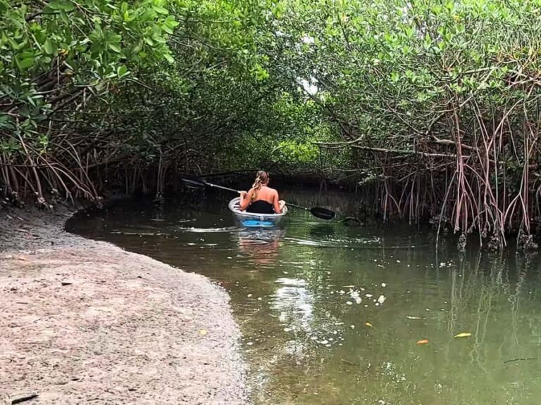 St. Petersburg: Clear Kayak Rental at Clam Bayou Nature Park - Discovering Clam Bayou: A Hands-On Guide