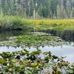 Stanley Park Highlights 2.5 Hour Walking Tour - Authentic Insights from Other Travelers