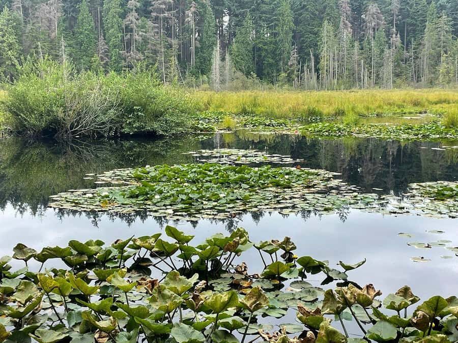 Stanley Park Highlights 2.5 Hour Walking Tour - Authentic Insights from Other Travelers