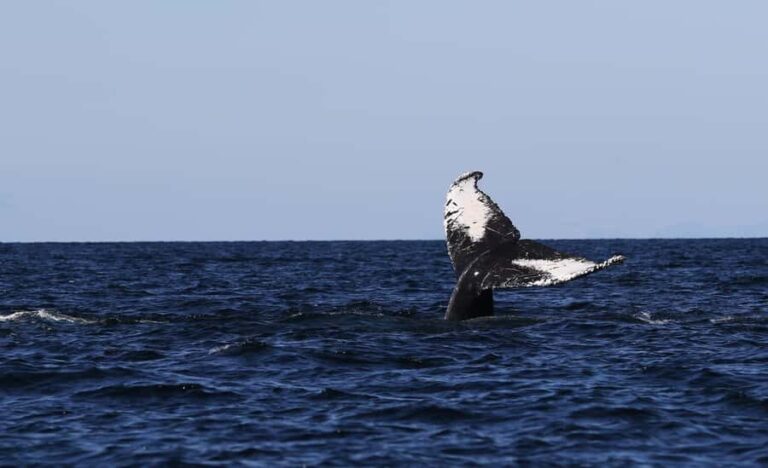 Steveston Village: Whale Watching Tour - Who is This Tour Best For?
