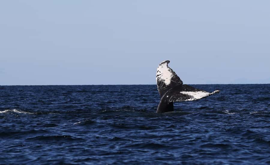 Steveston Village: Whale Watching Tour - Who is This Tour Best For?
