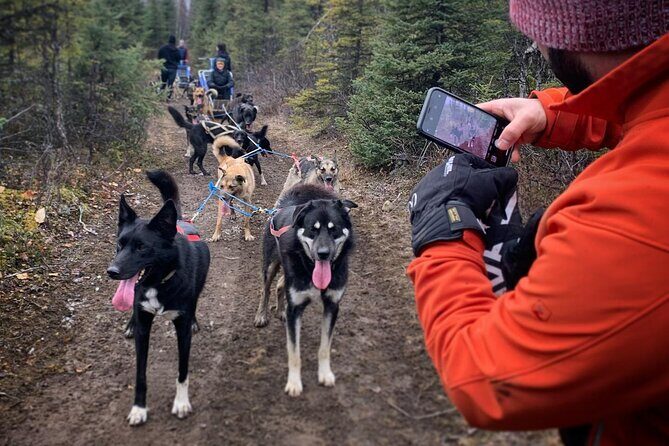 Summer Dog Sledding Adventure in Willow, Alaska - What We Love About This Tour