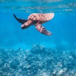 Summer Morning Express Snorkel Adventure off Ka'anapali Beach - What Makes It Stand Out?