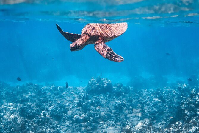 Summer Morning Express Snorkel Adventure off Ka'anapali Beach - What Makes It Stand Out?