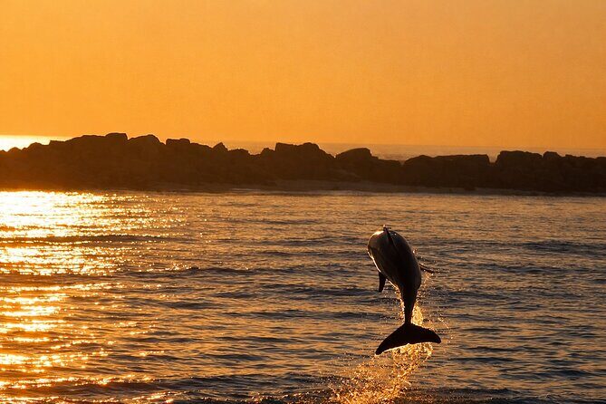 Sunset Dolphin Cruise in Panama City Beach - Final Thoughts