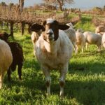 Sunset Eco Farm Experience Sheep Olive Oil Wine Cheese Tasting - Final Thoughts