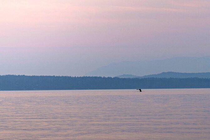 Sunset on the Salish Sea Tour in Campbell River - Final Thoughts: Is It Worth It?