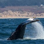 Sunset Whale Watch Tour in Monterey - An In-Depth Look at the Sunset Whale Watch Tour in Monterey