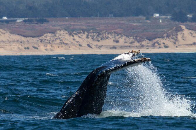 Sunset Whale Watch Tour in Monterey - An In-Depth Look at the Sunset Whale Watch Tour in Monterey