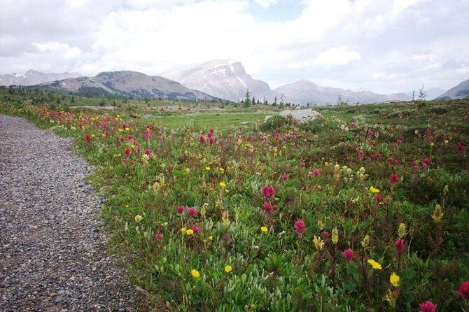 Sunshine Meadows Vistas - Guided Hike (Easy) - The Itinerary: What You’ll Do and See