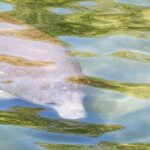 Swim With Manatees In Crystal River - Final Thoughts: Who Should Book This Experience?