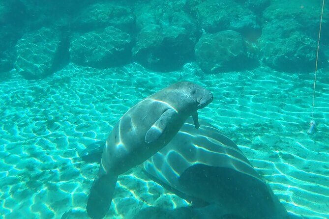 Swim With Manatees In Crystal River, Florida - Who Is This Tour Best For?