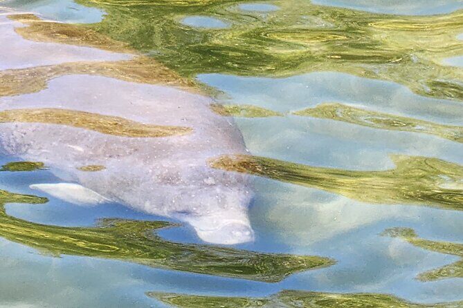 Swim With Manatees In Crystal River - Final Thoughts: Who Should Book This Experience?