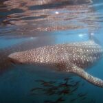Swim with the giant of the sea The whale shark - Who Would Love This Experience?