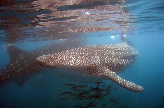 Swim with the giant of the sea The whale shark - Who Would Love This Experience?