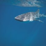 Swim with the whale shark in La Paz, Mexico - The Sum Up