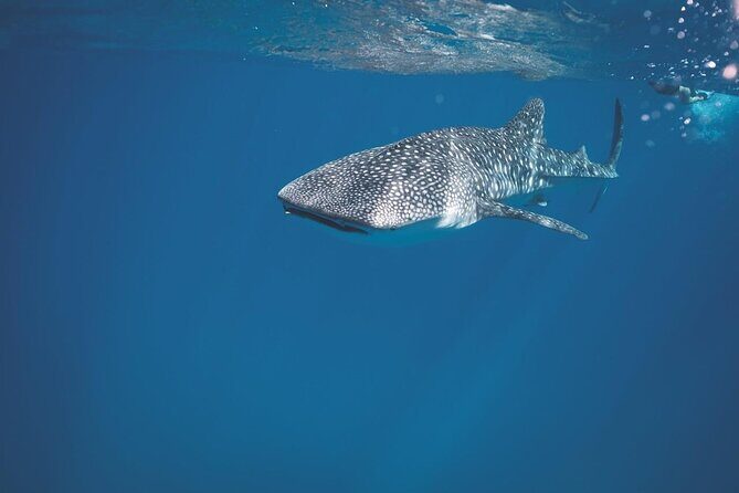 Swim with the whale shark in La Paz, Mexico - The Sum Up