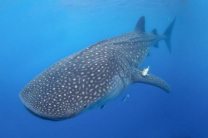 Swim with Whale Shark - Why This Tour Stands Out