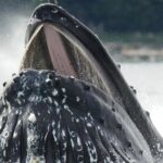 Tales & Tides: Alaskan Lore & Wildlife Cruise - A Detailed Look at the Experience