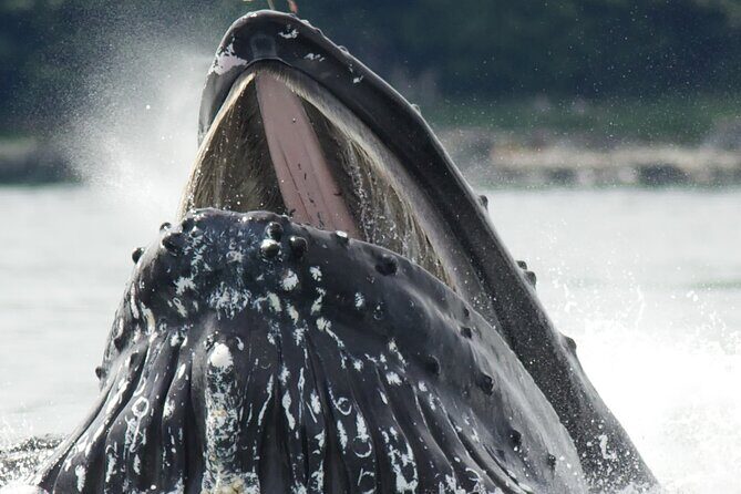 Tales & Tides: Alaskan Lore & Wildlife Cruise - A Detailed Look at the Experience