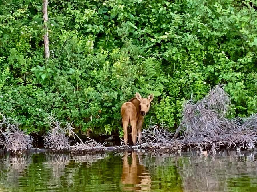 Talkeetna Lakes Park: Sit-On-Top Kayak Tour - Final Thoughts