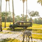 Tampa Bay: Serengeti Safari Tour - Final Thoughts on the Serengeti Safari Tour in Tampa