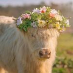 Tennessee: Fluffy Highland Cow Experience + Gelato & Coffee - An In-Depth Look at the Tennessee Highland Cow Experience