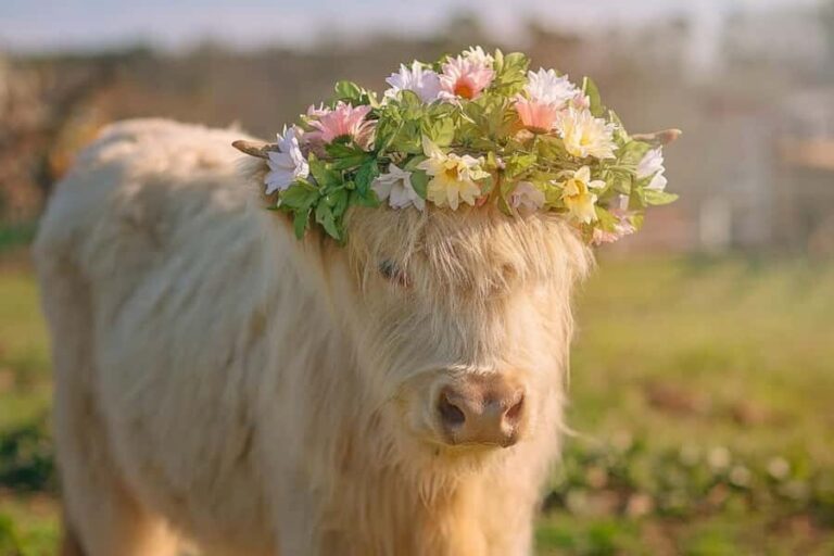 Tennessee: Fluffy Highland Cow Experience + Gelato & Coffee - An In-Depth Look at the Tennessee Highland Cow Experience