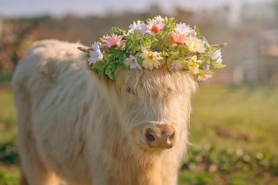 Tennessee: Fluffy Highland Cow Experience + Gelato & Coffee - An In-Depth Look at the Tennessee Highland Cow Experience