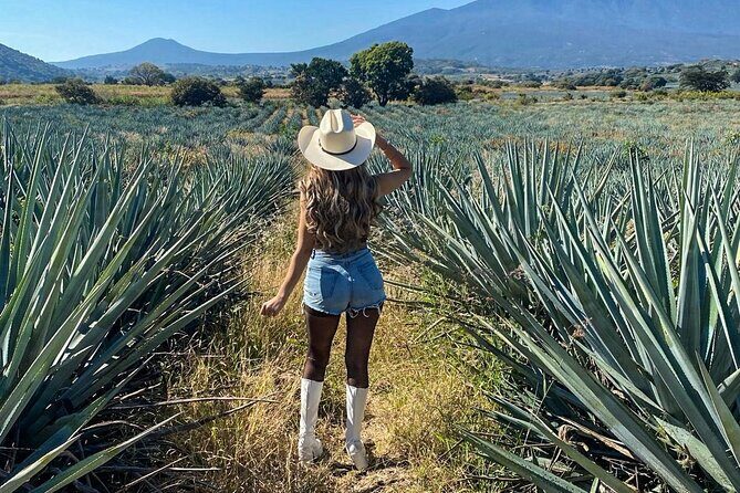 Tequila Express Tour from Guadalajara - Why This Tour Works Well
