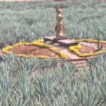 Tequila Xtremo Tour Experience - Authenticity and Value