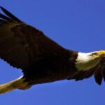 Teton Views Scenic Float Trip - In-Depth Review of the Teton Views Scenic Float Trip