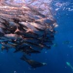 The Race of the Sardine - FAQ