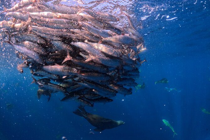 The Race of the Sardine - FAQ