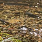 The Secrets of Sacred, Sexy Salmon, Spawning NOW - Who Should Consider This Tour?