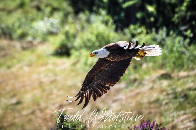 Three Day Private Denali Photo Workshop - Day 3: Final Opportunities and Return to Fairbanks