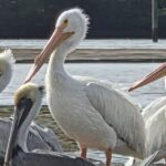 Tiki Pub Amazing Dolphin Eco Adventure - Who Will Love This Tour?