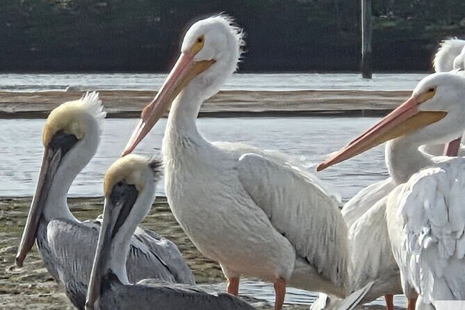 Tiki Pub Amazing Dolphin Eco Adventure - Who Will Love This Tour?