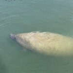 Tiki Time! A Public Cruise to Sandbars, See Dolphins or Sunset. - Who Should Consider This Tour