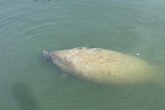 Tiki Time! A Public Cruise to Sandbars, See Dolphins or Sunset. - Who Should Consider This Tour