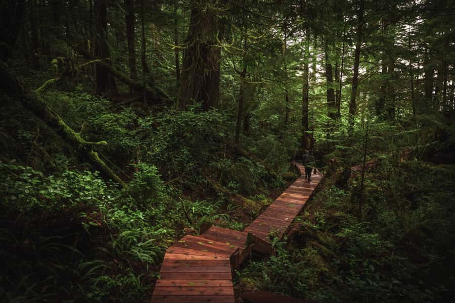 Tofino: Hot Springs Cove Tour with Wildlife Cruise - An In-Depth Look at the Experience