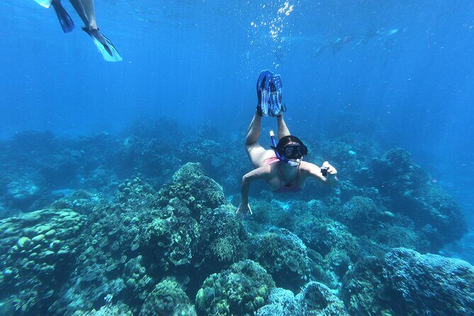 Tour Cozumel Island + Snorkel + Beach + Buggy + Lunch - FAQ