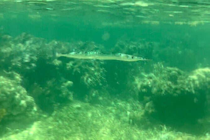 Tour Privado en Barco en Puerto Morelos con Almuerzo Incluido - The Experience in Detail