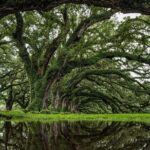 Transportation (Only) to a Plantation - The Details of the Transportation Experience