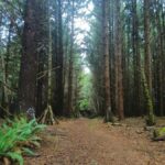 Trinidad: Elk Head Trail Guided Nature Walking Tour - Exploring the Elk Head Trail: A Natural Dive into Coastal California